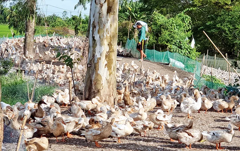 Đảm bảo nguồn cung thịt gia súc, gia cầm phục vụ thị trường Tết