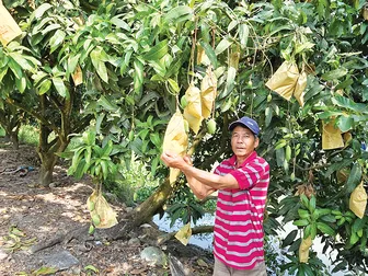 Nâng cao chất lượng trái cây