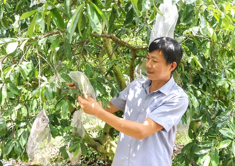 Nông dân tất bật chuẩn bị nông sản Tết