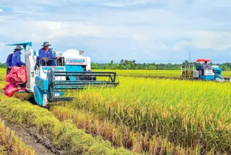 Nâng cao thu nhập nhờ lúa ST25