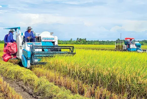 Nâng cao thu nhập nhờ lúa ST25