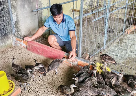 Quan tâm thực hiện các biện pháp nhằm chủ động phòng, tránh dịch bệnh trên đàn vật nuôi