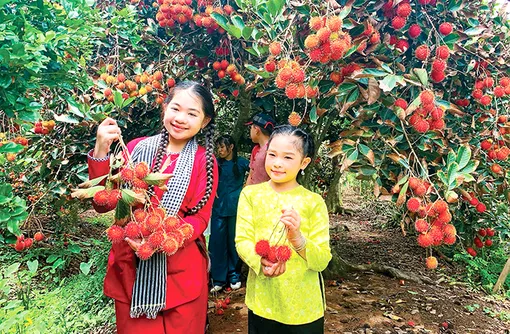 Điểm tựa tri thức dân gian trên hệ sinh thái cồn dọc sông Hậu