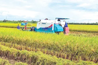 Gieo mùa “xanh”, thu hạt gạo lành