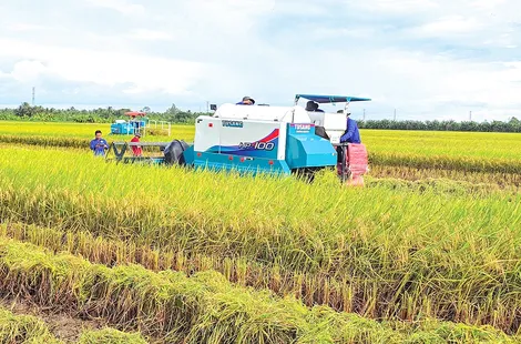 Gieo mùa “xanh”, thu hạt gạo lành
