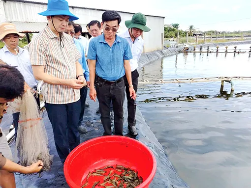 Vị ngọt con tôm nước lợ