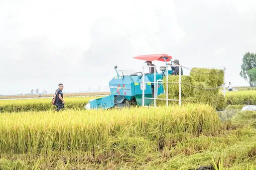 Tái sinh phụ phẩm, ươm mầm xanh