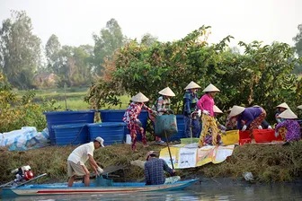 Nông dân Cà Mau trúng mùa tôm càng xanh