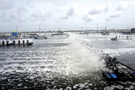 Nông nghiệp xanh trong chuỗi cung ứng tôm