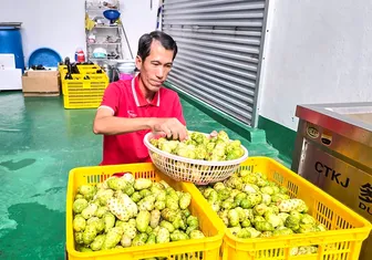 Người nâng tầm “cây dại” U Minh Hạ thành sản phẩm “4 sao”