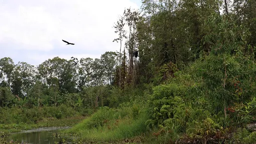 Quy định chức năng, nhiệm vụ của Khu Bảo tồn thiên nhiên Lung Ngọc Hoàng Hậu Giang