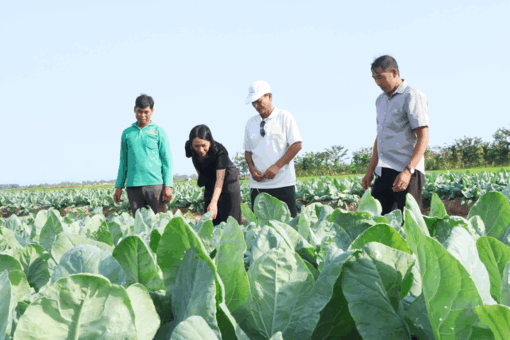 សហ​ករណ៍ "សាមគ្គី​និង​អភិវឌ្ឍន៍" ជា​ទី​បង្អែក​សម្រាប់​កសិ​ករ​ភូមិ​ព្រែក​អណ្តើក​