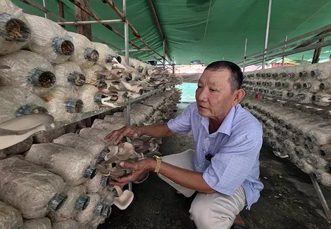 Nâng cao thu nhập bằng mô hình trồng nấm bào ngư
