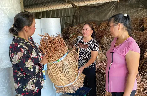 Giúp phụ nữ ổn định cuộc sống từ nghề đan đát