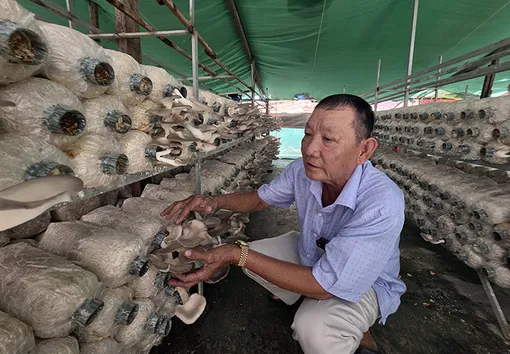 Nâng cao thu nhập bằng mô hình trồng nấm bào ngư