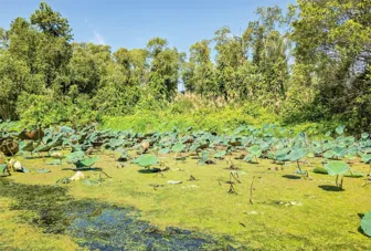 Bảo vệ đa dạng sinh học tại Khu bảo tồn thiên nhiên Lung Ngọc Hoàng Hậu Giang