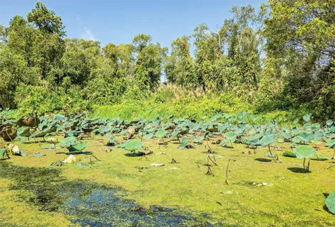 Bảo vệ đa dạng sinh học tại Khu bảo tồn thiên nhiên Lung Ngọc Hoàng Hậu Giang