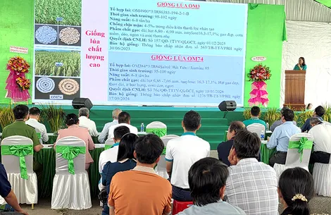 Nhiều giống lúa mới được giới thiệu tại Ngày hội nông dân trồng lúa năm 2026