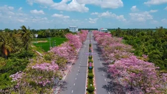 Con đường nhuộm hồng sắc hoa ở Cần Thơ thu hút du khách