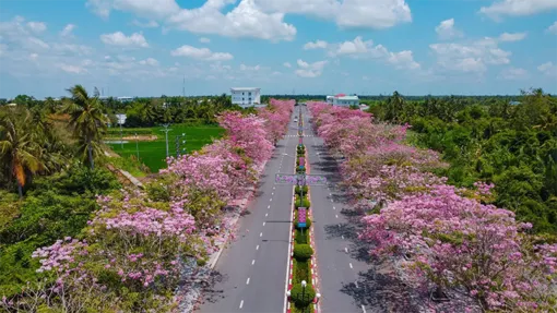 Con đường nhuộm hồng sắc hoa ở Cần Thơ thu hút du khách