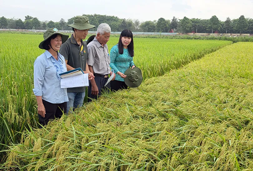 Nhiều giống lúa mới được giới thiệu tại Ngày hội nông dân trồng lúa năm 2026