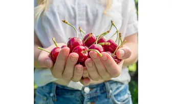 Anh đào ức chế tế bào ung thư vú