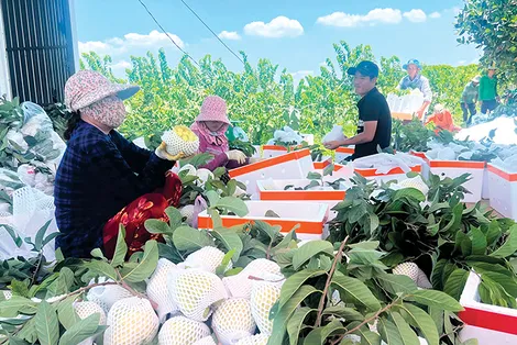 Hợp tác xã nông nghiệp Cần Thơ phát triển cả về số lượng lẫn chất lượng