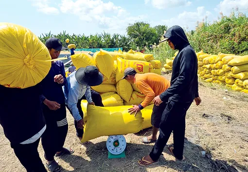 Phát huy thế mạnh sản xuất nông nghiệp của vùng ĐBSCL