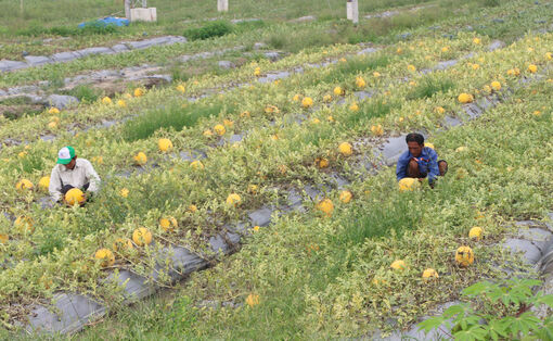 ទម្រង់​ដាំ​ដំ​ណាំ​មាន​ប្រ​សិទ្ធ​ភាព​របស់​កសិករ​នៅ​កា​ម៉ាវ