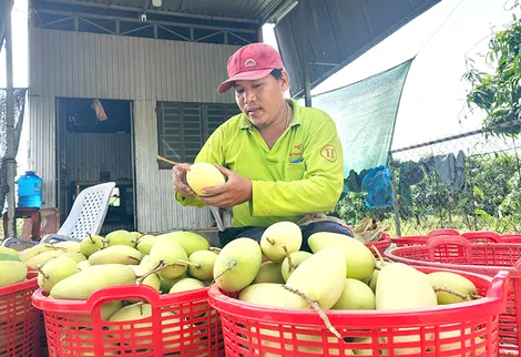 TP Cần Thơ thu hoạch hơn 229.190 tấn trái cây