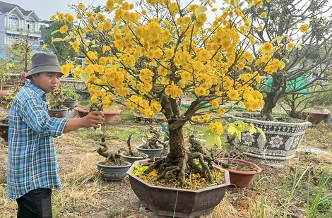 Cử nhân Công nghệ sinh học “bén duyên” với mai vàng