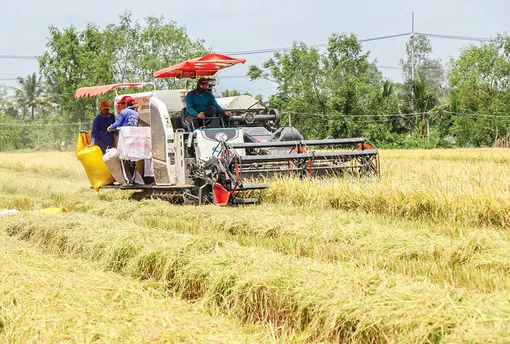 Lúa đông xuân trúng mùa nhưng giá bán thấp