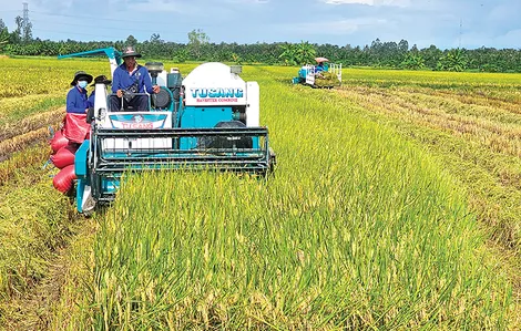 Phát huy hiệu quả Đề án một triệu héc-ta lúa