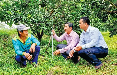 Bảo vệ an toàn rau màu, cây ăn trái trong mùa hạn, mặn