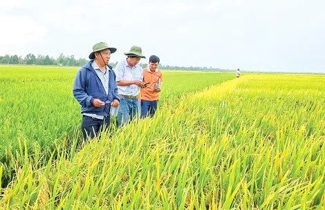 Chọn giống lúa tốt giúp tăng năng suất, giá trị hạt gạo