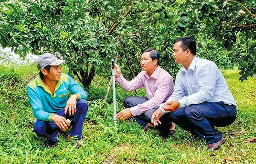 Bảo vệ an toàn rau màu, cây ăn trái trong mùa hạn, mặn