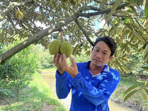 Bứt phá chuyển đổi đất lúa sang trồng sầu riêng