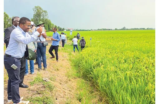 Nỗ lực nâng cao hiệu quả sản xuất lúa gạo