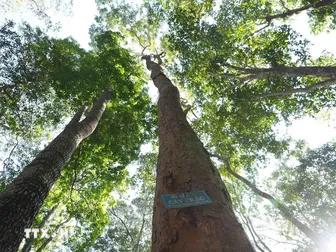 Ngày Quốc tế về Rừng 2026: Khai mở động lực kinh tế địa phương từ rừng