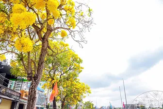Vàng sắc hoa bên bờ kè ngay trung tâm TP Cần Thơ