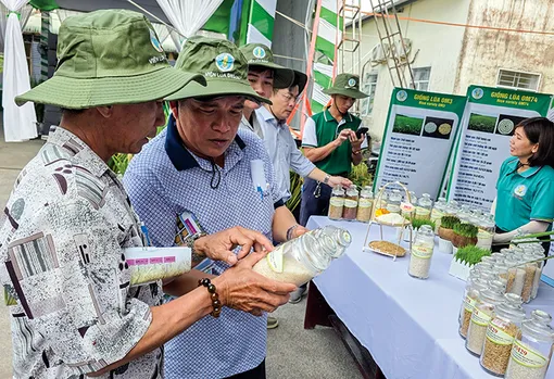 Các giống lúa OM được nhiều nông dân lựa chọn để sản xuất lúa gạo hàng hóa