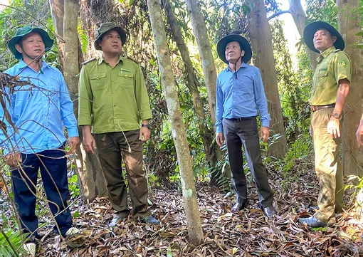 Tăng cường phòng, chống cháy rừng mùa khô