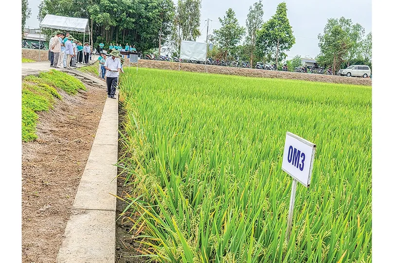 Nhiều triển vọng từ giống lúa mới