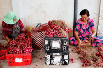 បង្កើន​ចំ​ណូល​ពី​របរ​ចង​ខ្ទឹម​ក្រ​ហម