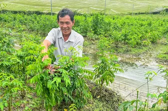 Làm giàu từ mô hình trồng màu chuyên canh