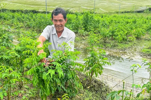 Làm giàu từ mô hình trồng màu chuyên canh