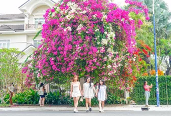 Giàn bông giấy ở Cồn Khương “đón” hàng trăm du khách mỗi ngày