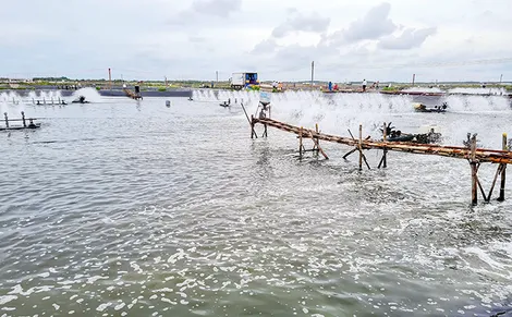 Giải pháp phát triển an toàn, bền vững cho nuôi trồng thủy sản