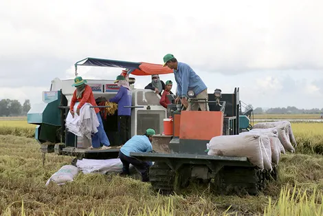 TP Cần Thơ: Khuyến khích xuống giống lúa đông xuân muộn ở khu vực có nguồn nước đảm bảo cung cấp cho sản xuất
