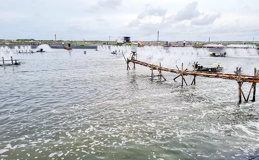 Giải pháp phát triển an toàn, bền vững cho nuôi trồng thủy sản